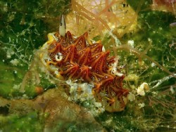 Halgerda tesselata