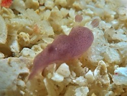 Hallaxa sp.1