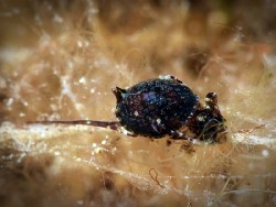 Haminoeid sp. 1