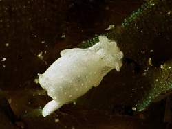 Haminoeid sp. 8