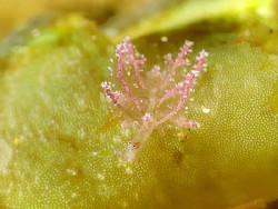 Hermaea sp. 5