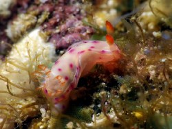 Hexabranchus sanguineus juv