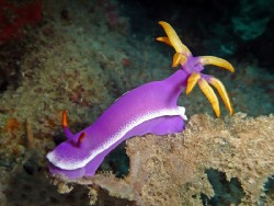 Hypselodoris apologema