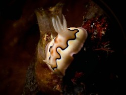 Hypselodoris coi