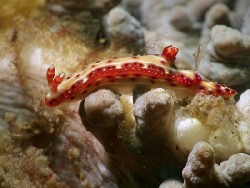 Hypselodoris decorata