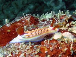 Hypselodoris emma