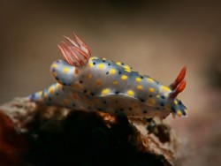 Hypselodoris infucata