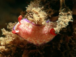 Hypselodoris katherinae
