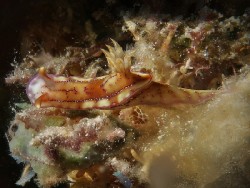 Hypselodoris krakatoa