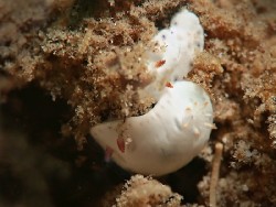 Hypselodoris lacuna