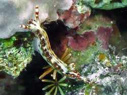 Hypselodoris maculosa