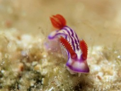 Hypselodoris maridadilus