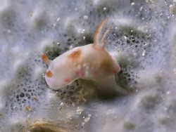 Hypselodoris reidi