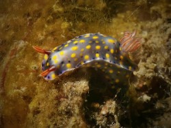 Hypselodoris roo