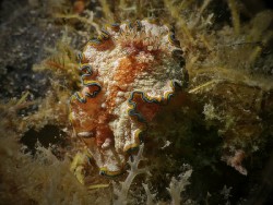 Hypselodoris sp. 1