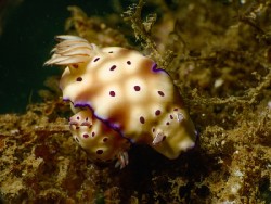 Hypselodoris trynoni