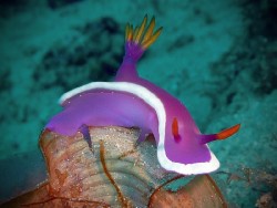 Hypselodoris variobranchia