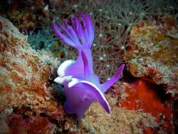Hypselodoris violacea