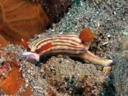 Hypselodoris whitei