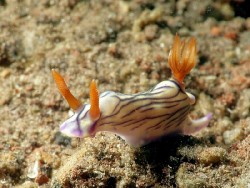 Hypselodoris zephiyra