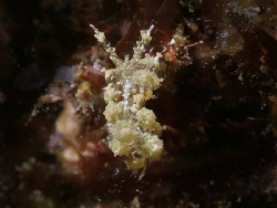 Janolus incrustans