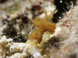 Janolus mirabilis