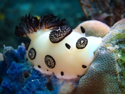 Jorunna funebris