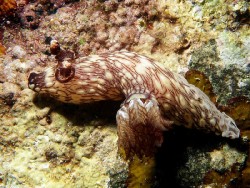 Jorunna rubescens
