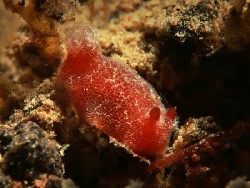 Jorunna sp. 5