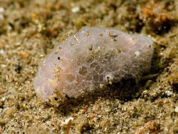 Jorunna sp. 9