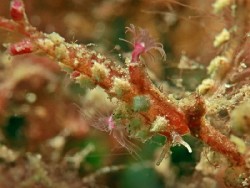 Kabreiro multiuberculata