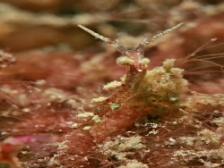 Kabreiro multtuberculata (1)