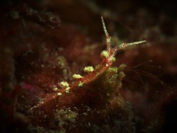Kabreiro multtuberculata (2)