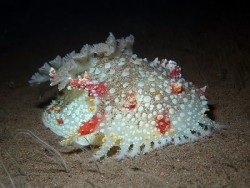 Kalinga ornata