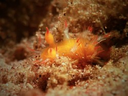 Kaloplocamus acutus