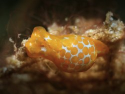 Lamprohaminoea evelinae