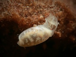 Liloa curta