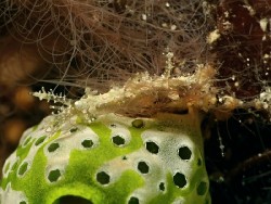 Limenandra confusa