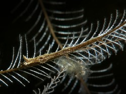 Lomanotus sp