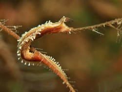 Lomanotus vermiformis