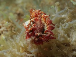 Madrella ferruginosa
