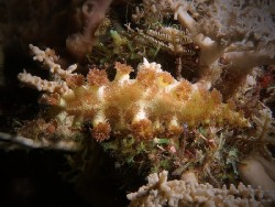 Marionia elongoreticula