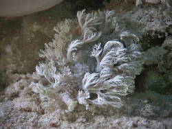 Marionia sp. 3