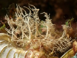 Melibe colemani