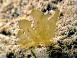 Melibe papillosa 