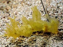 Melibe sp. 1