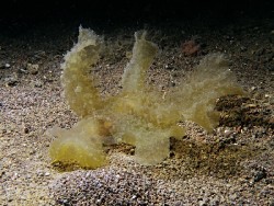 Melibe viridis 