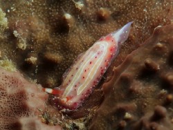 Mexichromis aurora