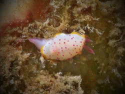 Mexichromis mariei