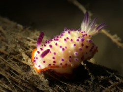 Mexichromis multituberculata